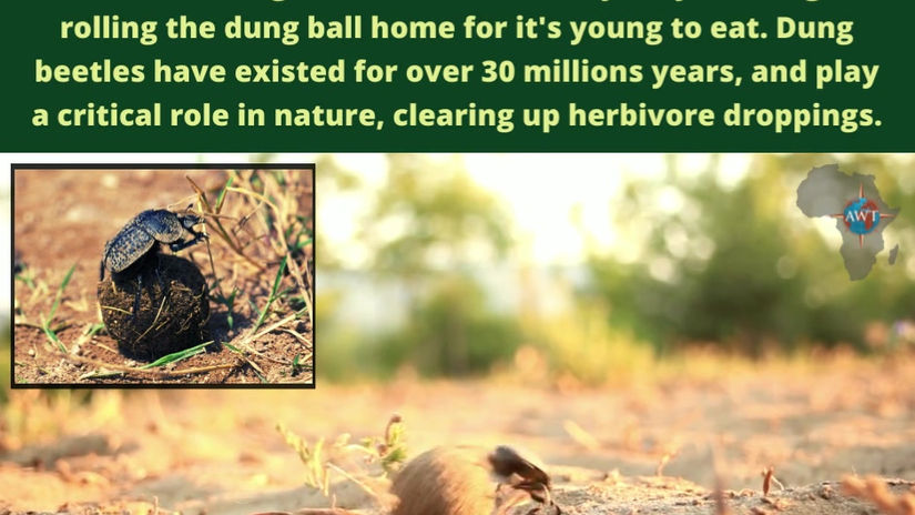 Dung Beetle (2)